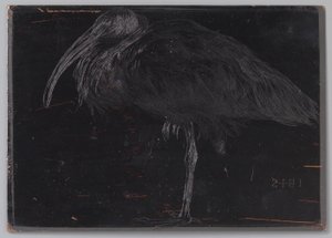 Ibis von Jan Veth