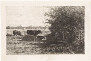 Kühe auf der Weide