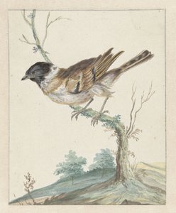 Rohrammer (?)