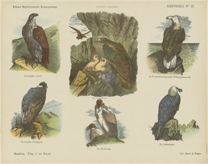 Raubvögel
