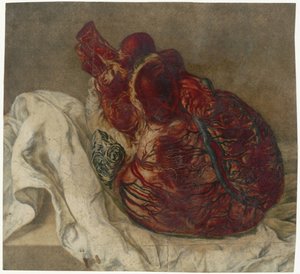 Drucke des Gehirns und des Herzens (Anatomische Studie eines menschlichen Herzens)