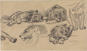 Studienblatt mit Löwen von Jan van Essen