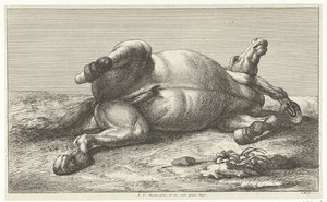 Gefallenes Pferd auf der linken Seite liegend von Jan van Huchtenburg