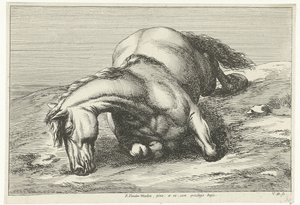 Gesneuveltes Pferd auf der rechten Seite liegend