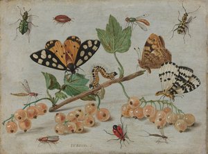 Insekten und Früchte