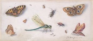 Insekten, Schmetterlinge und eine Libelle