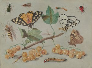 Studie von Schmetterling und Insekten, ca. 1655