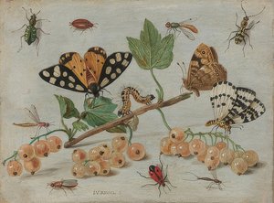 Insekten und Früchte