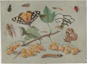 Studie von Schmetterlingen und Insekten