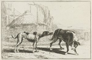 Rüde und Hündin (Dieren, Zoographiam) von Jan van den Hecke