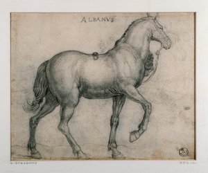 Studie für ein Pferd von Jan van der Straet
