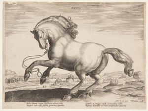 Ein dänisches Pferd, aus dem vierten Set von "Equile Joannis Austriaci"