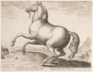 Ein französisches Pferd, aus dem ersten Satz von "Equile Joannis Austriaci"