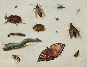 Insekten, von Jan Van Kessel dem Älteren von Jan van the Elder Kessel
