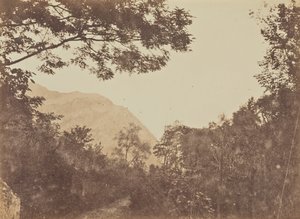 Akazie, Como