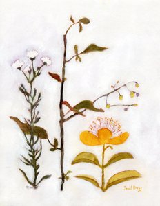 Kriechendes Johanniskraut mit Wildblumen, ca. 2018
