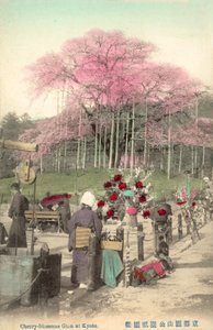 Kirschblüten, Gion, Kyoto, Japan