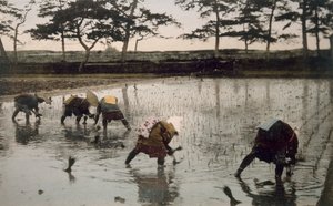 Fünf Bauern pflanzen Reis in einem Reisfeld, 1890er von Japanese Photographer