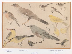 Vögel im Okyo-Stil von Japanese School