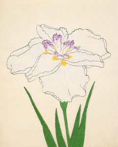 Cho-Hiyen, Nr. 91, 1890