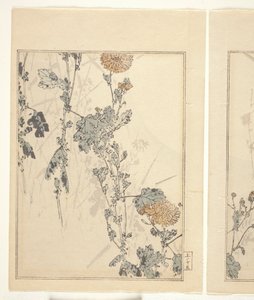 Chrysanthemen