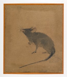 Maus