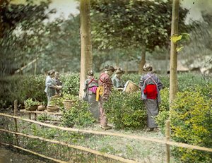 Tee pflücken, ca. 1880 von Japanese School