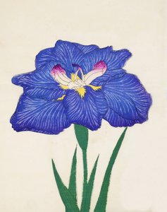 Shiga-no.-Uranami, Nr. 3, 1898