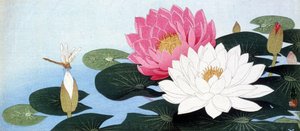 Seerosen und Libelle - Japanischer Druck