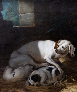 Hund, der ihre Jungen säugt