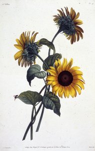 Sonnenblumen. Botanische Tafel aus der ""Sammlung der Blumen und Früchte, nach der Natur gemalt"" von Jean Louis Prevost