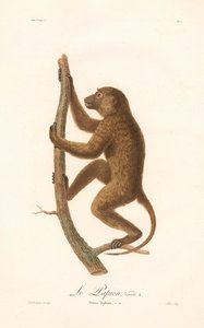 Kletternder Guinea-Pavian (Simia Sphinx, Varietät a)