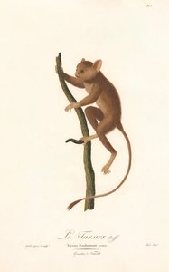 Daubentons Koboldmaki (Tarsius daubentoni)