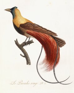 Das rote Paradies, 1802