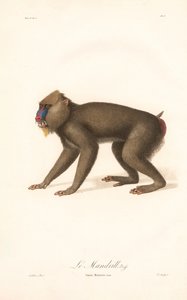 Mandrill (Simia Maimon)