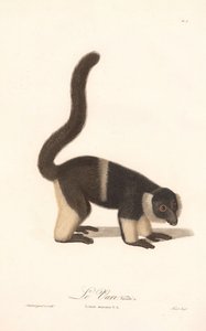 Variante des Vari (Lemur macaco V.A.)