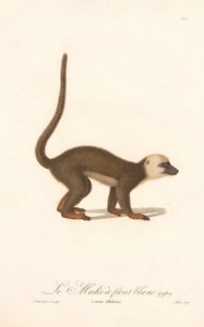 Weißstirnlemur (Lemur albifrons)