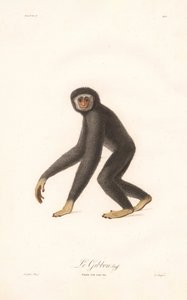 Weißhandgibbon (Simia lar)