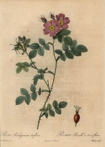Rosa Hundsrose, Rosa rubiginosa von Jean Baptiste Chapuy