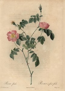 Rosa foetida, Rosier à fruit fétide