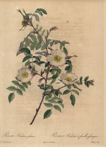 Weiße und rosa Rose, Rosa redutea glauca von Jean Baptiste Chapuy