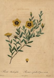 Gelbe Rose, Rosa berberifolia. von Jean Baptiste Chapuy