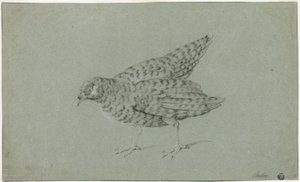 Rebhuhn