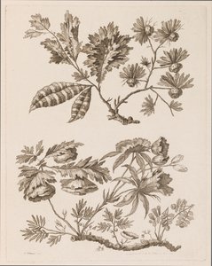 Blumenzweige, aus "Recueil de Differentes Fleurs de Fantaisie Dans le Goût Chinois" von Jean Baptiste Pillement