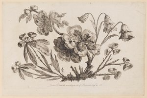 Blumenzweige, aus "Recueil de Fleurs de Chinois" von Jean Baptiste Pillement