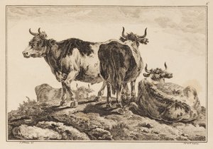 Tafel 6, aus "Cahier de Six Feuilles de Boeufs et Vaches"