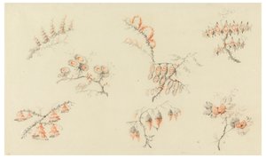 Sträuße von sieben idealen Blumen und einer quasi naturalistischen Blume