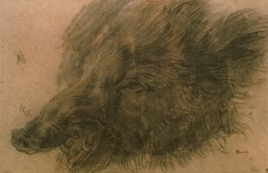 Kopf eines Wildschweins