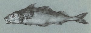 Grüner Fisch