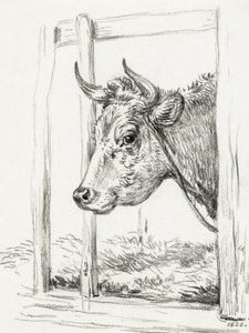 Kuhkopf von Jean Bernard